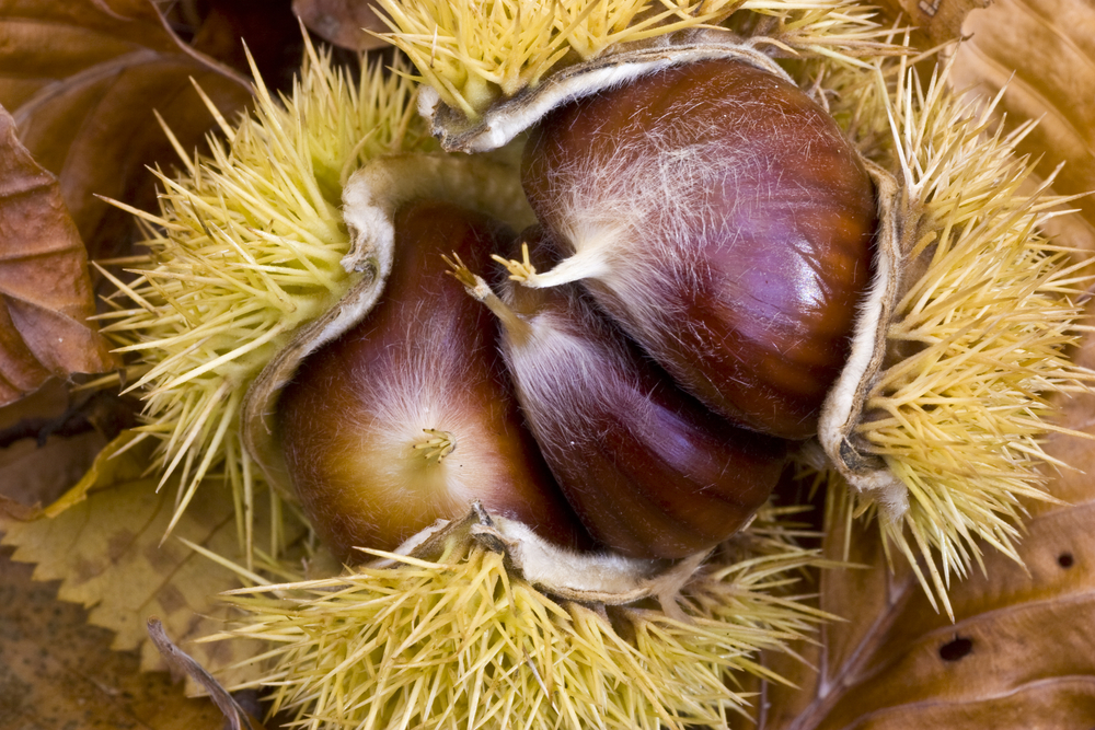 Das Bild zeigt die Frucht der Maroni oder Esskastanie, Castanea sativa.