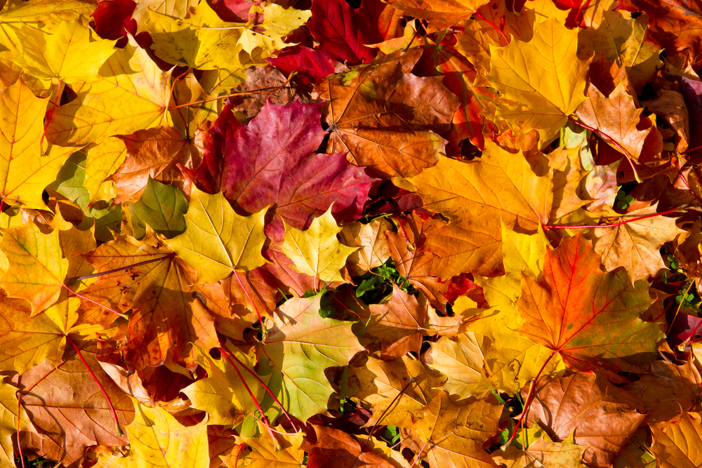 Das Bild zeigt Ahornblätter mit der unterschiedlichsten Herbstfärbung.