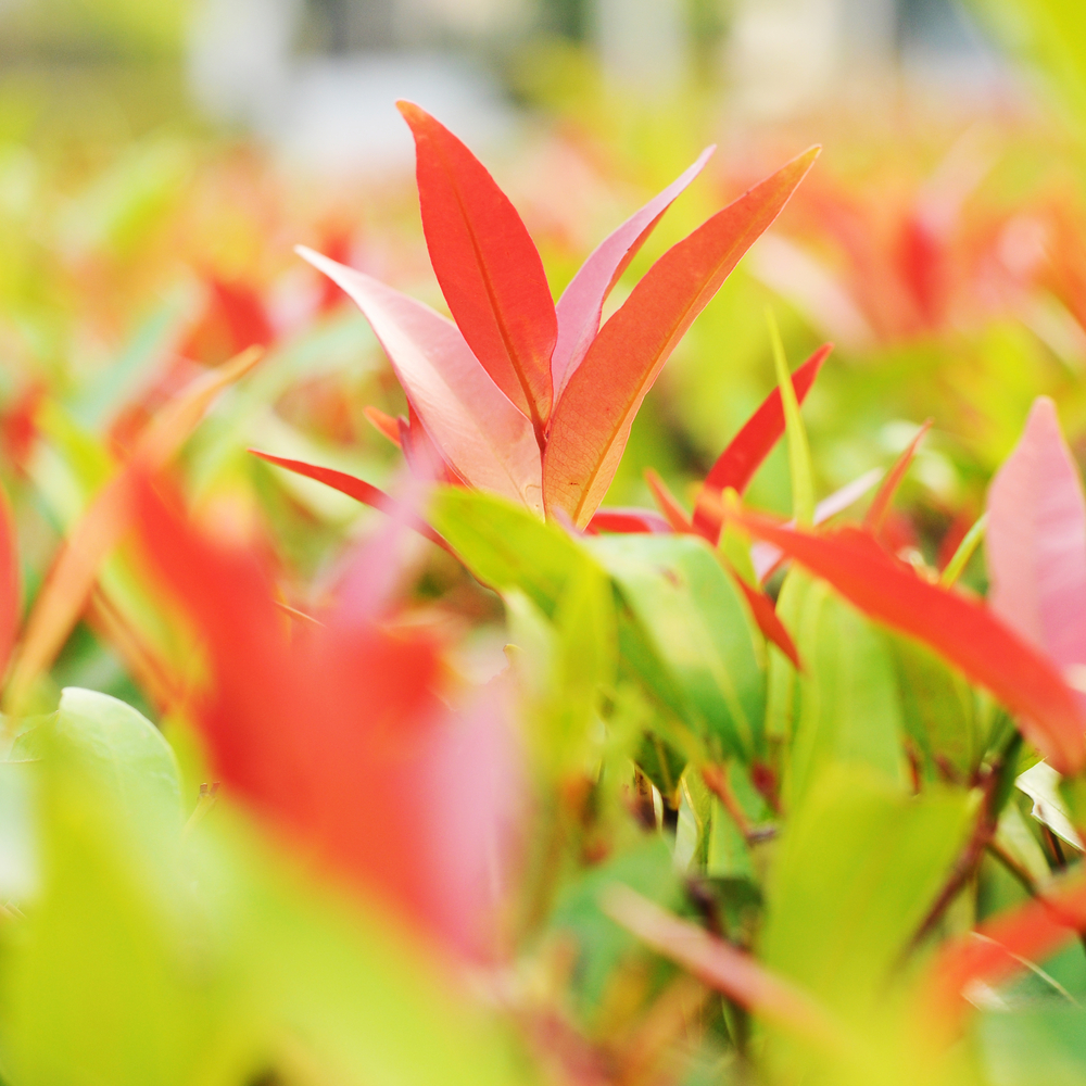 Das Bild zeigt den roten Laubaustrieb der Photinia fraseri 'Red Robin', die zu deutsch Glanzmispel genannt wird.