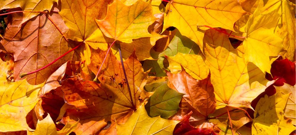 Ahornblätter mit gelber Herbstfärbung