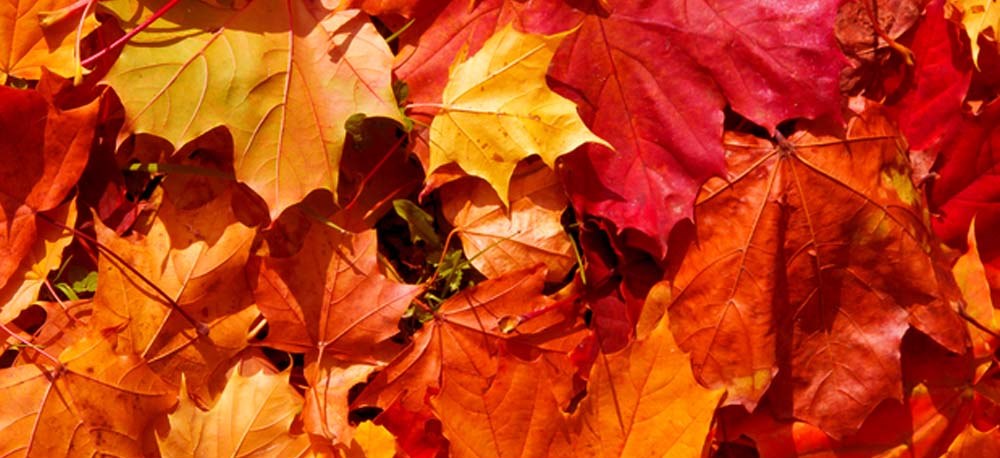 Rote Ahornblätter mit Herbstfärbung.