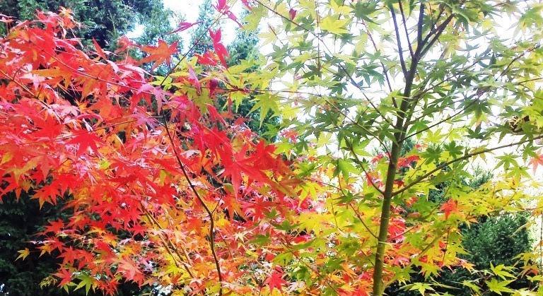Herbstfärbung des Fächerahorn