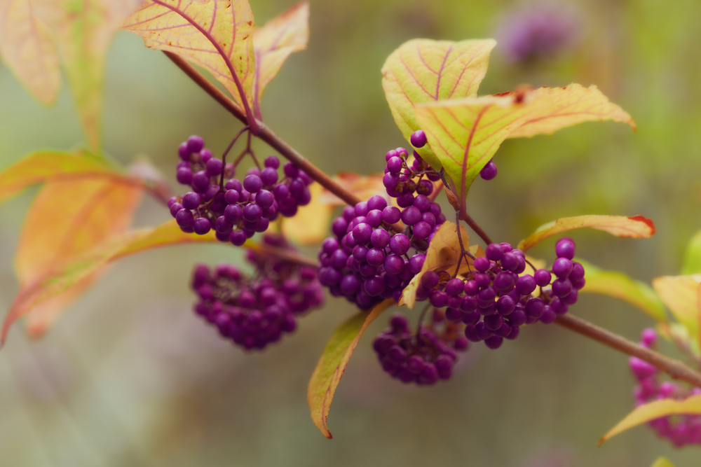 lila Früchte des Liebesperlenstrauch - Callicarpa bodinieri