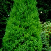 Juniperus chinensis "Strikta"
