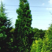 Calocedrus decurrens, immergrüne Weihrauchzeder.