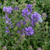 Knäuel-Glockenblume mit blauen Blüten, Campanula glomerata 'Speciosa'.