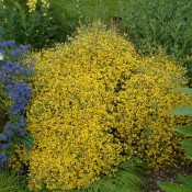 Genista lydia