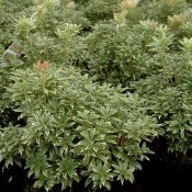 Pieris japonica 'Variegata'