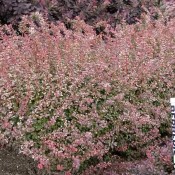 Habitus der Gefleckten Berberitze, Berberis thunbergii 'Rose Glow'.