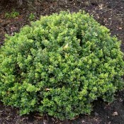 Habitus von Berberis thunbergii 'Kobold', der GRünen Zwerg-Berberitze.