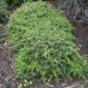 Die gesamte Pflanze Berberis candidula, oder Immergrüne Zwerg-Berberitze.