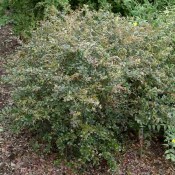 Das Bild zeigt den Habitus der Halbimmergrünen Berberitze, Berberis media 'Red Jewel'.