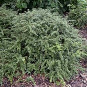 Pflanze von Berberis frikartii 'Amstelveen', Immergrüne Kugel-Berberitze.