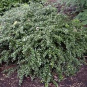 Das Bild zeigt die Immergrüne Kugel-Berberitze, Berberis frikartii 'Telstar'.