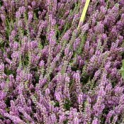 Blüte von Calluna vulgaris 'Darkness', Besenheide.