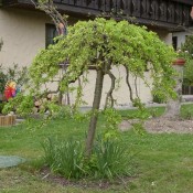 Caragana arborescens 'Pendula'