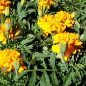 Niedrige Studentenblume
