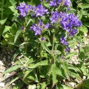 Campanula glomerata 'Acaulis', Knäuel-Glockenblume mit blauen Blüten.