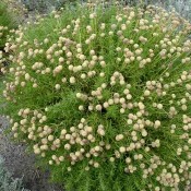 Santolina rosmarinifolia