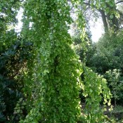 Fagus sylvatica "Aurea Pendula"