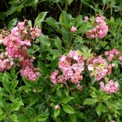Kalmia latifolia