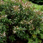 Lorbeerrose