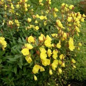 Das Bild zeigt die gelbe Blüte von Oenothera tetragona 'Sonnenwende', der Nachtkerze.