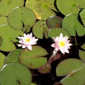 Die weisse Blüte von Nymphaea x cult.'Marliacea Rosea', einer Seerose.