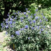 Kugeldistel