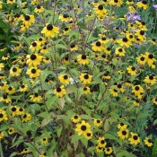 Rudbeckia triloba