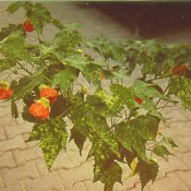 Abutilon pictum 'Thompsonii'