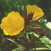 Das Bild zeigt die gelbe Blüte von Oenothera tetragona 'Hohes Licht', zu deutsch auch Sonnentropfen-Nachtkerze genannt.
