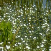 Wasser-Hahnenfuß