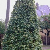 Früchte von Berberis thunbergii, der Grünen Heckenberberitze.