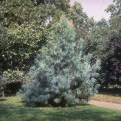 Pinus wallichiana