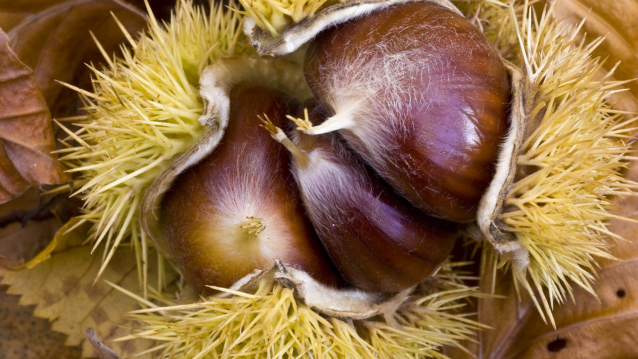 Maroni, Esskastanie, Edelkastanie - Castanea sativa - Living Garden -  Gartengestaltung mit Stil für jedes Budget!