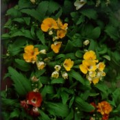 Nemesia strumosa