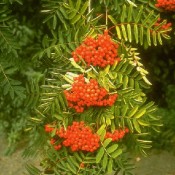 Zaubernuss