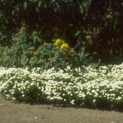 Das Bild zeigt die Blüte von Iberis sempervirens "Findel", zu deutsch auch Schleifenblume oder Schneekissen genannt.
