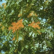 Götterbaum