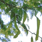 Gleditsia triacanthos
