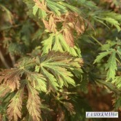 Acer japonicum 'Aconitifolium'