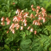 Blüte von Berberis verruculosa, Immergrüne Kugel-Berberitze.