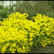 Gelbe Blüte von Berberis thunbergii 'Aurea', der japanischen Goldblatt-Berberitze.