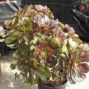 Aeonium arboreum