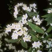 Zwerg-Maiblumenstrauch