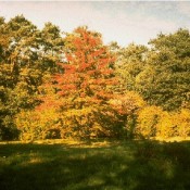 Scharlach-Eiche