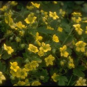 Waldsteinie, Golderdbeere