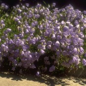 Zwerg-Glockenblume