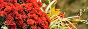 Das Bild zeigt eine rote Chrysantheme mit Gräsern, die im Herbst blühen.
